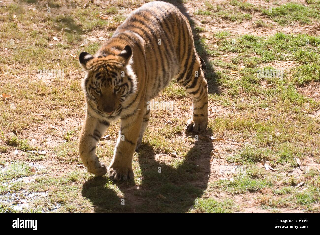 A 4K ultra HD mobile wallpaper showcasing a regal and magnificent Bengal  Tiger, camouflaged in the tall grasses of its natural habitat, its piercing  eyes revealing its predatory nature