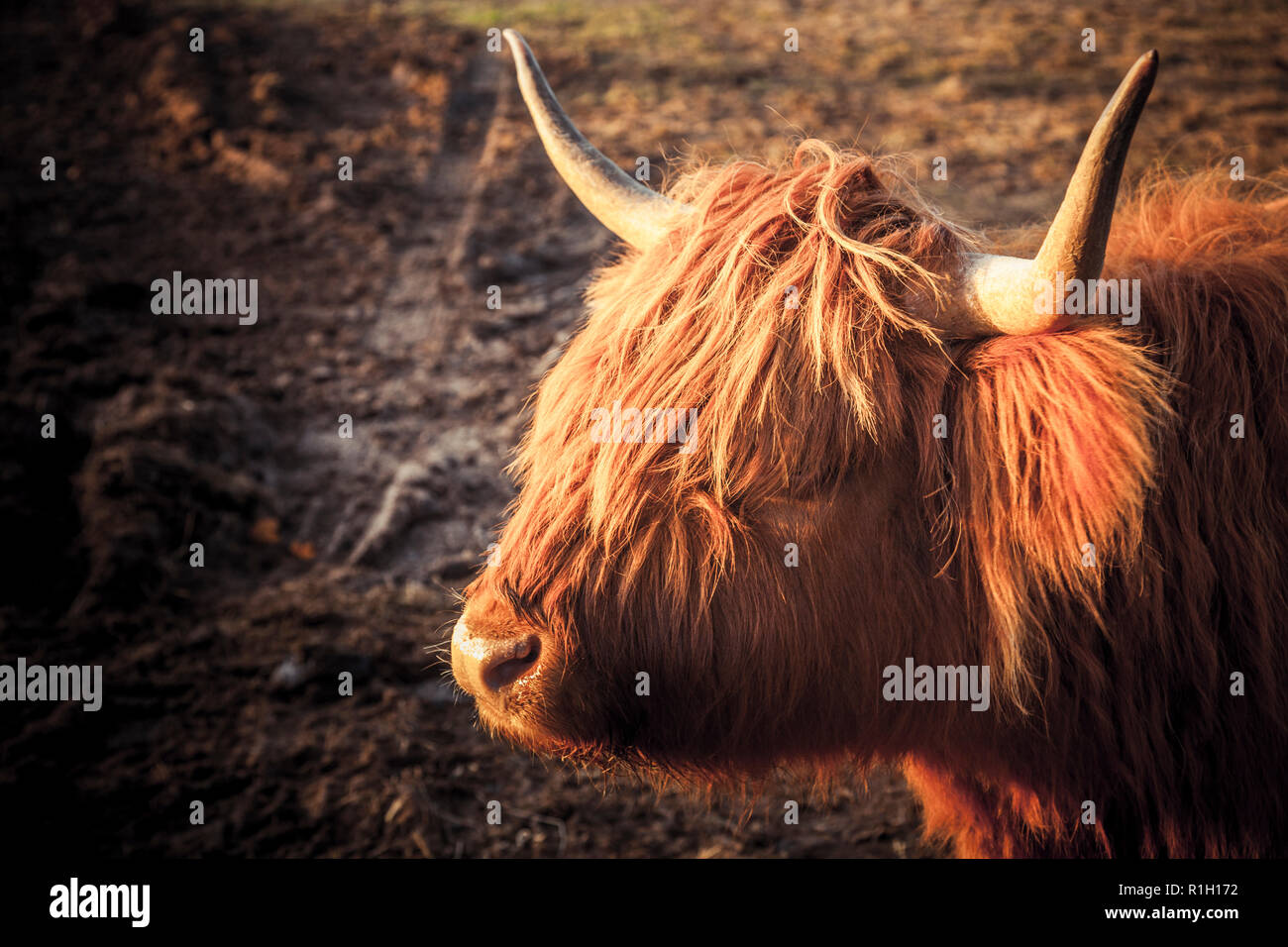 Close-up of the head and horns of a Highland cow in the late afternoon Winter sun. Stock Photo