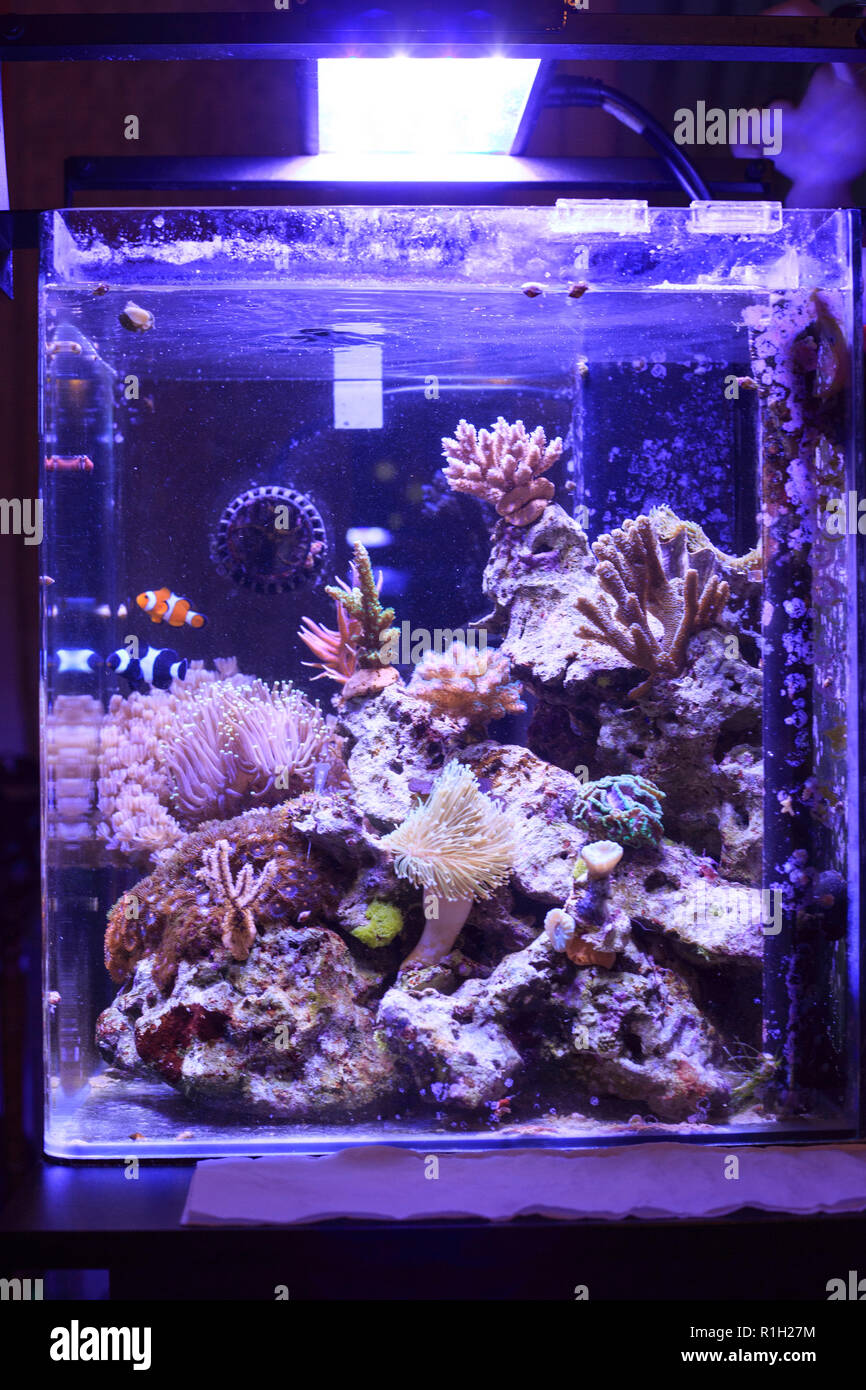 Colorful Saltwater Aquarium Stock Photo