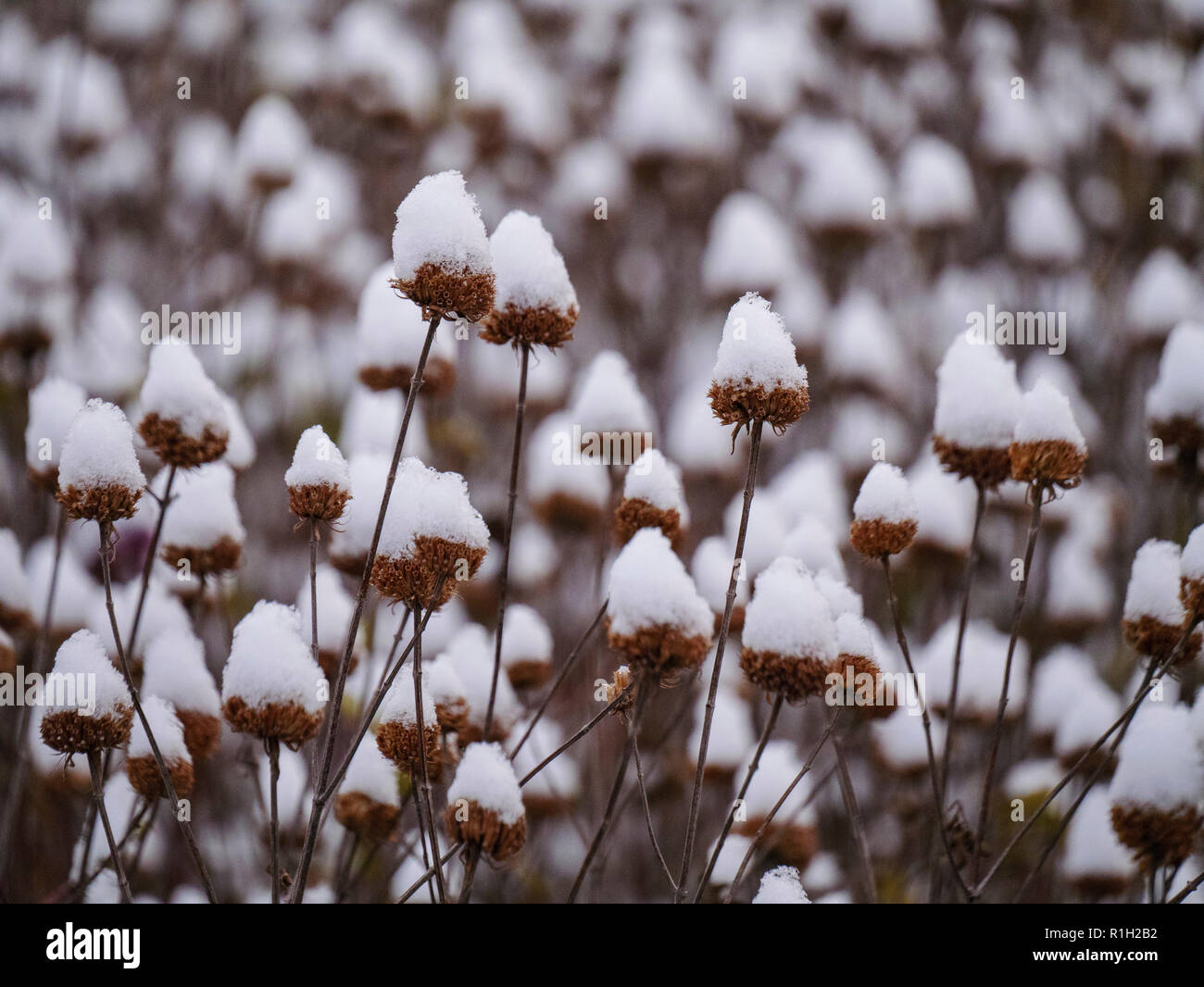 Wild Bergamot Seed Heads In Snow Stock Photo Alamy