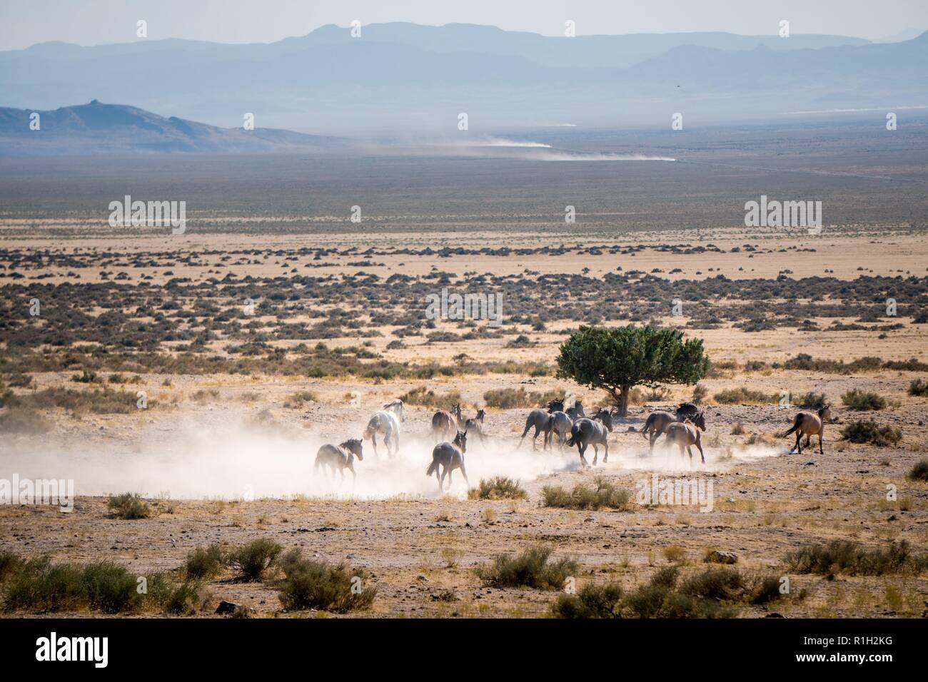 Running Wild Horses Stock Photo