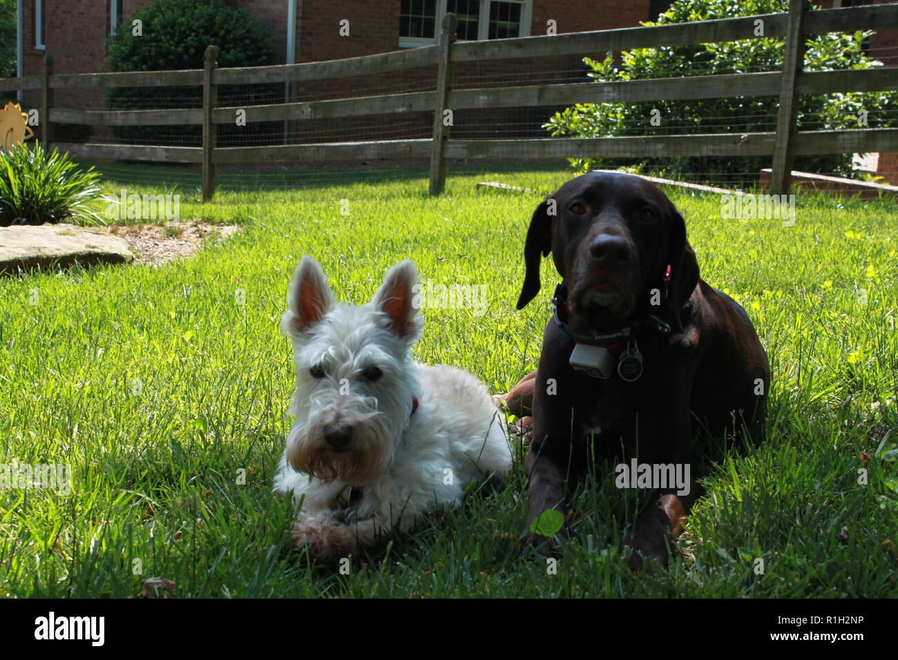 German Terrier Stock Photos German Terrier Stock Images Alamy