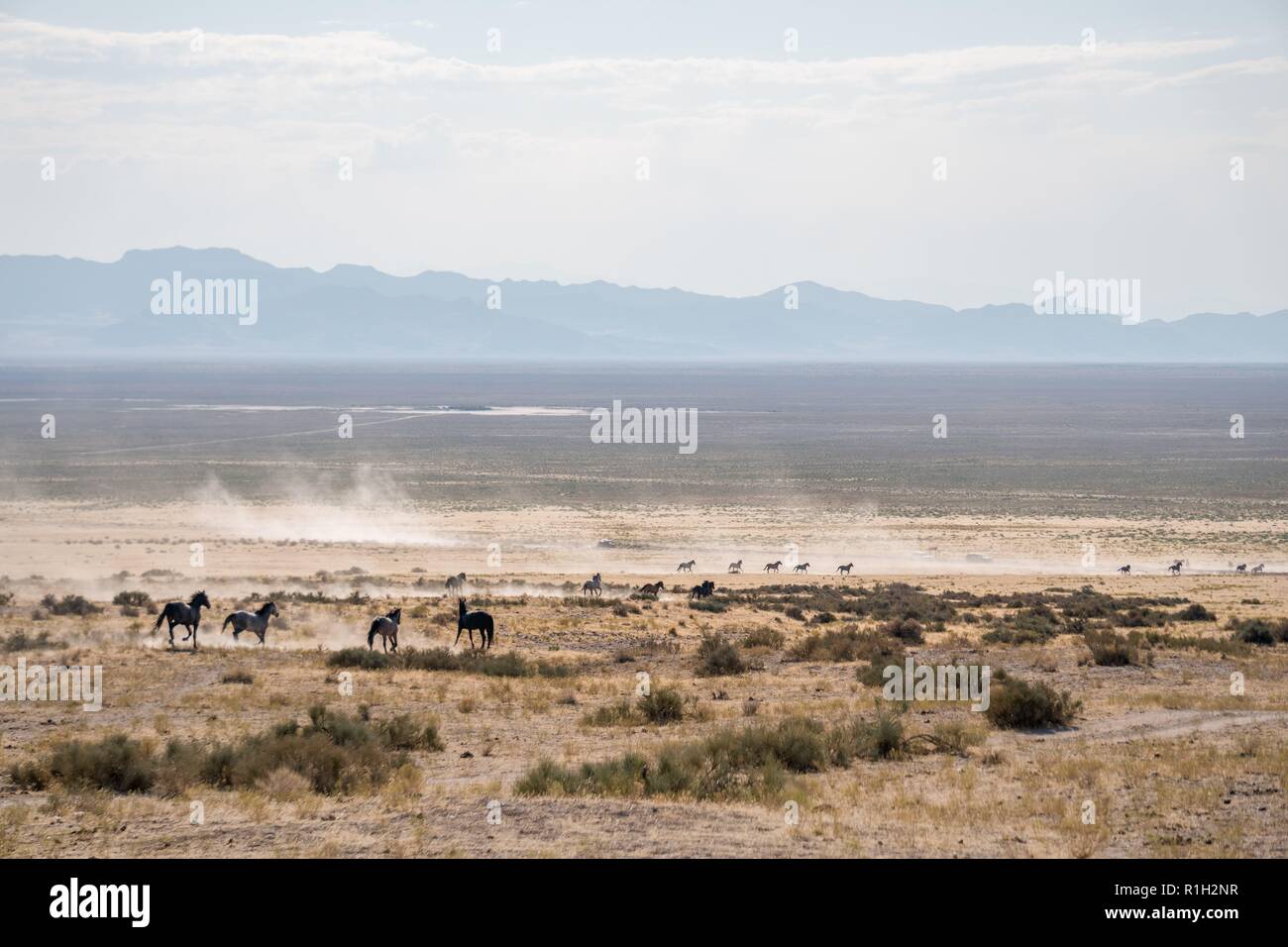 Running Wild Horses Stock Photo