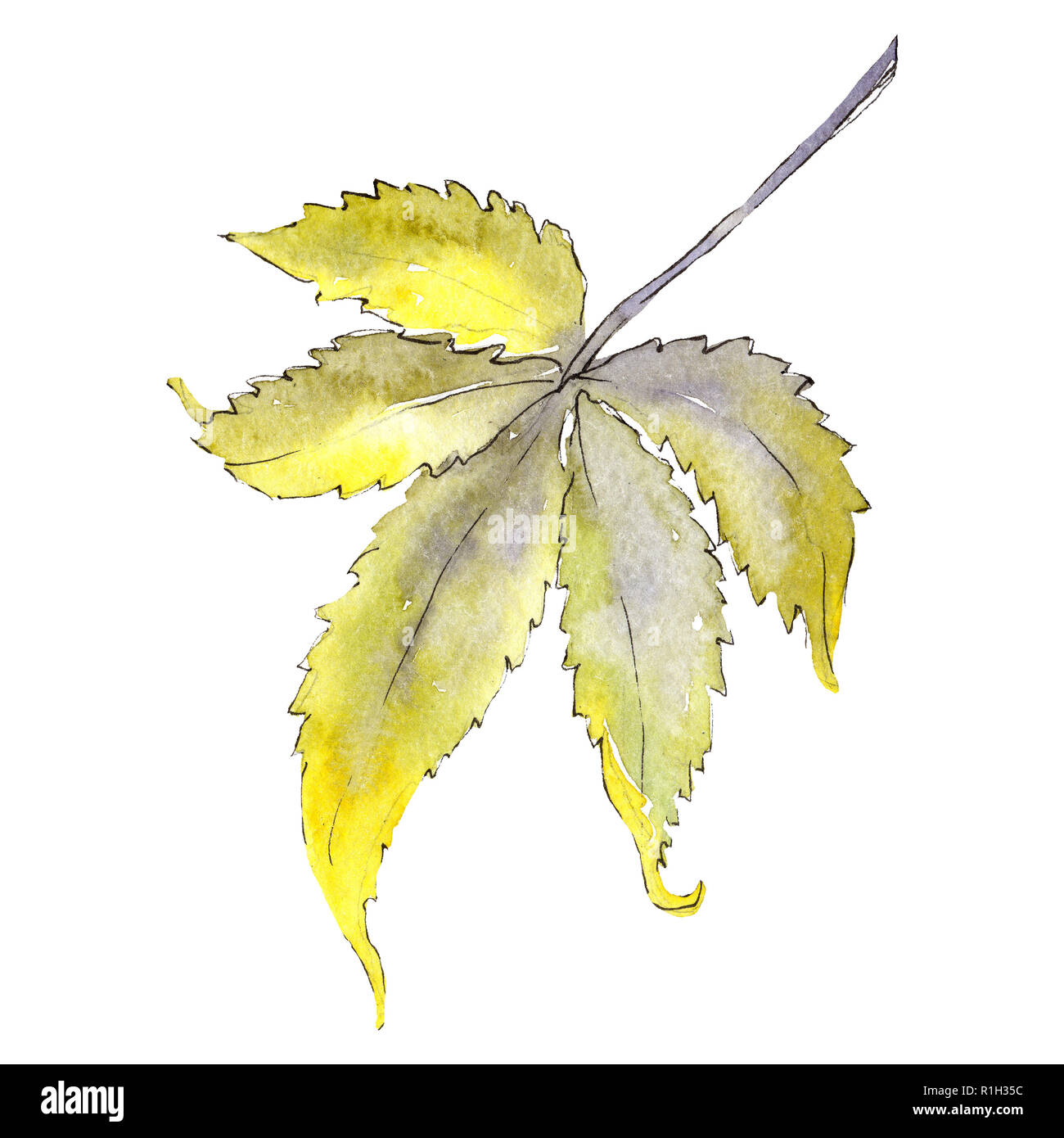 Cannabis green yellow leaf. Isolated cannabis illustration element ...
