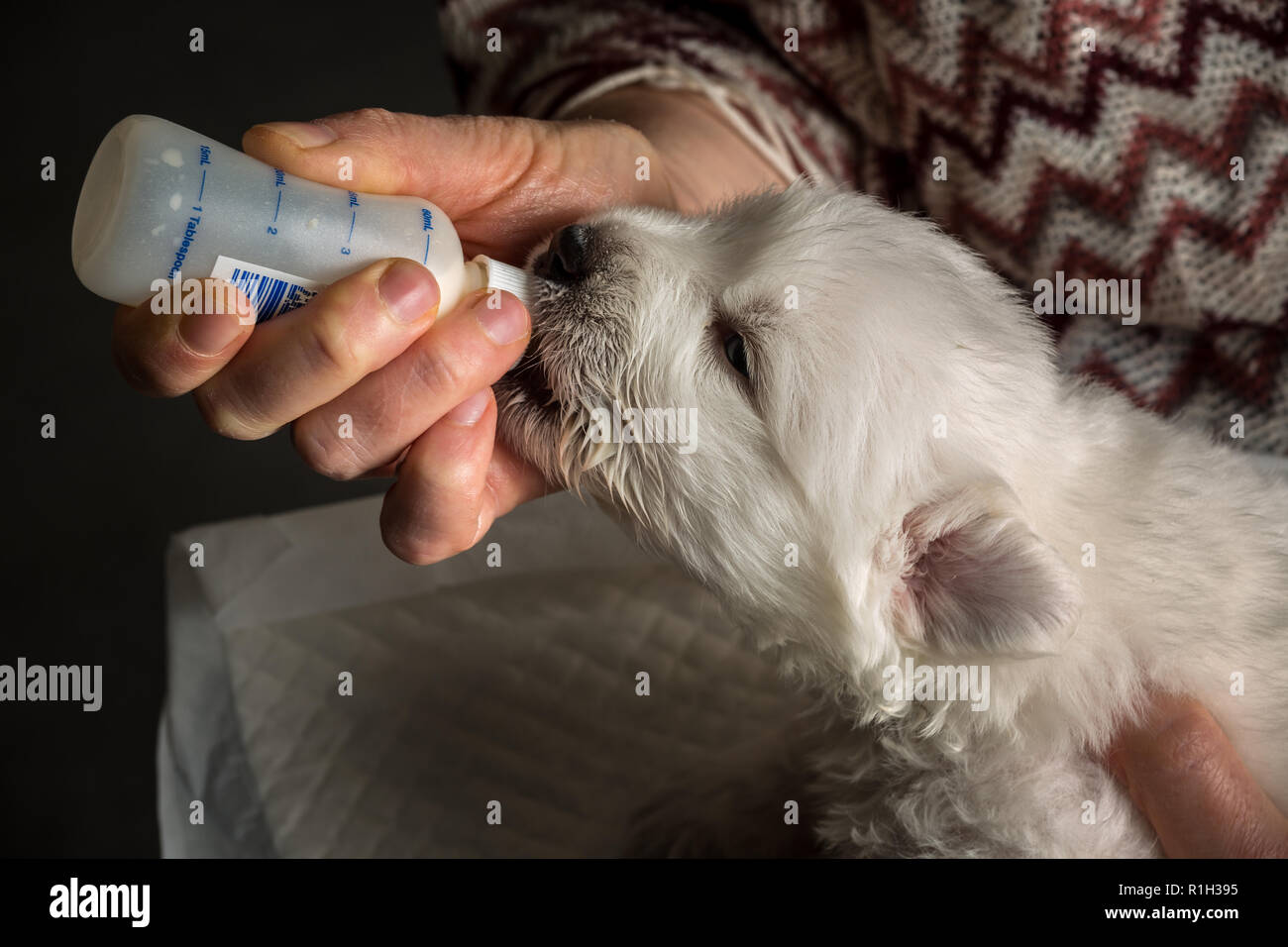 Dog Drinking From Bottle High Resolution Stock Photography and Images