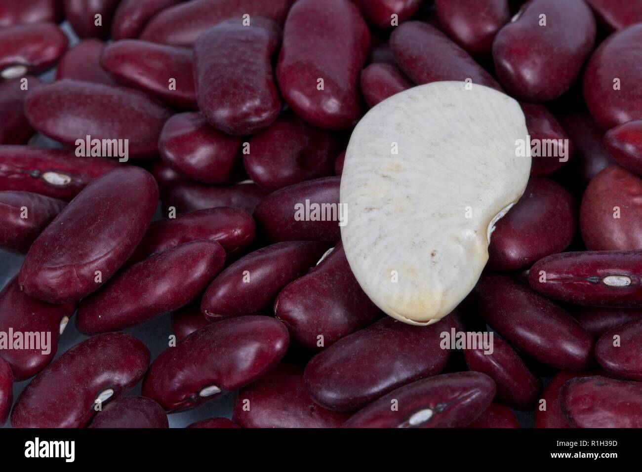 Red Kidney beans with a single butter bean Stock Photo Alamy