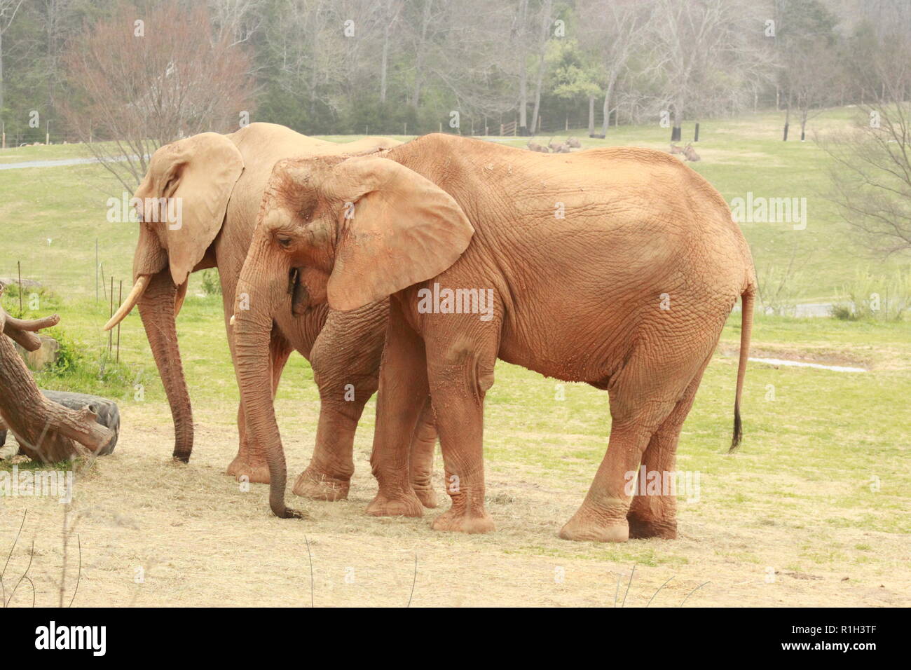 African Elephant at the North Carolina Zoo Stock Photo