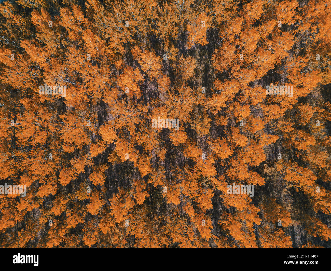 Autumn season forest scenery from drone point of view, beautiful golden brown treetops Stock Photo