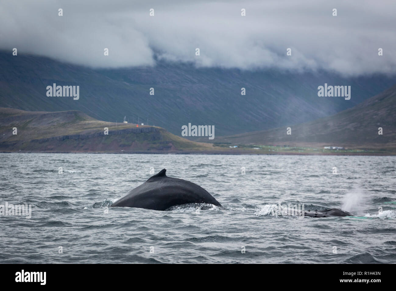 Humpback whales of the Icelandic coast Stock Photo - Alamy