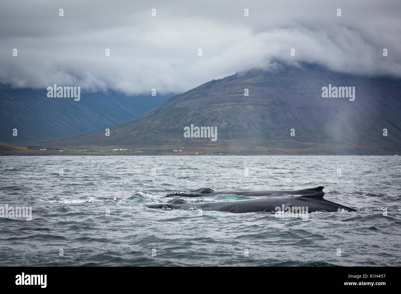 Humpback whales of the Icelandic coast Stock Photo - Alamy