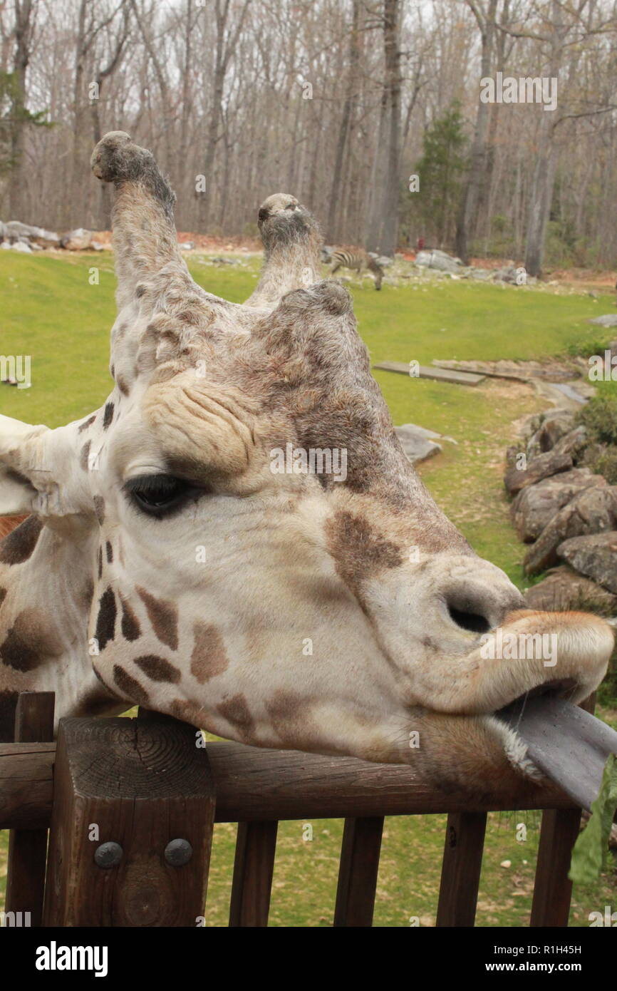 Giraffe at the NC Zoo Stock Photo