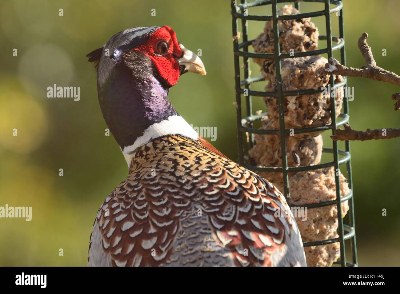 Game Bird Feeder Stock Photos Game Bird Feeder Stock Images Alamy
