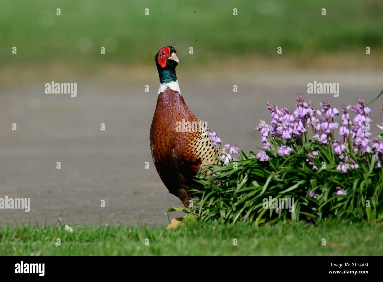 Porttrait of a common pheasant (phasianus colchicus) walking past a flowerbed in the garden Stock Photo