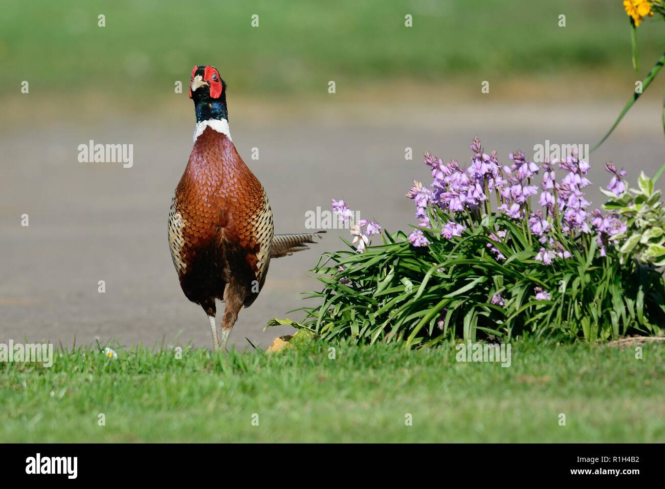 Porttrait of a common pheasant (phasianus colchicus) walking past a flowerbed in the garden Stock Photo