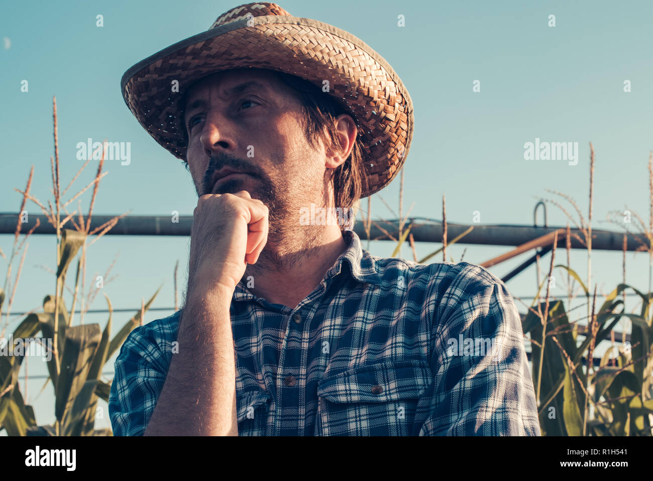 Serious confident agronomist farmer planning agricutural activity in corn field, looking self-assured and determined Stock Photo
