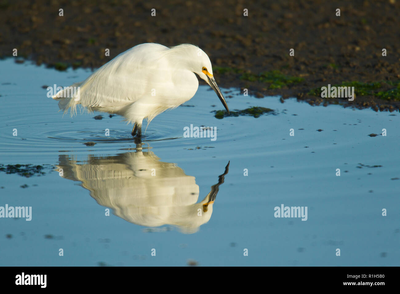 Snowy Egret (Egretta thula) Stock Photo
