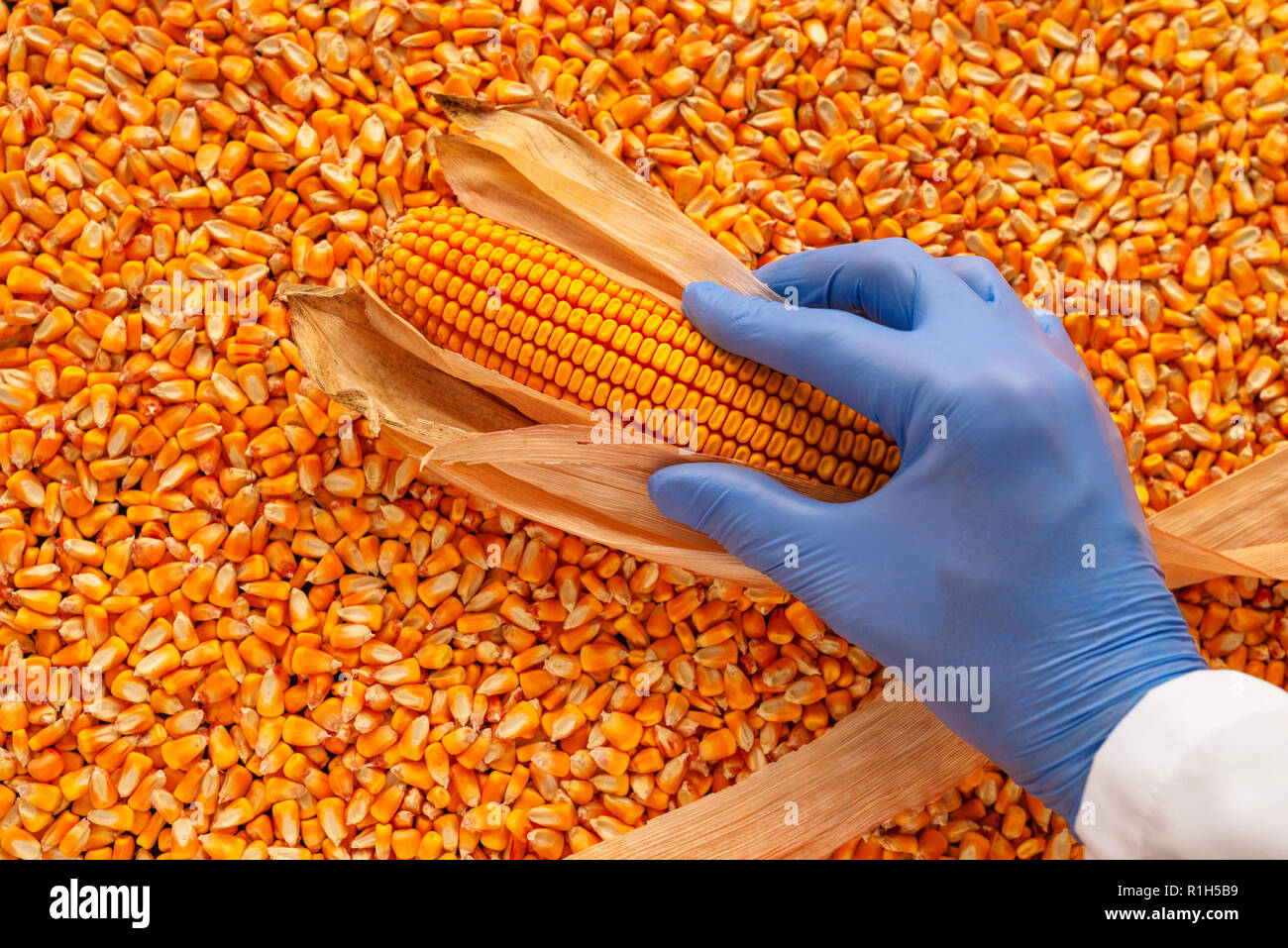 Gmo Corn High Resolution Stock Photography and Images Alamy