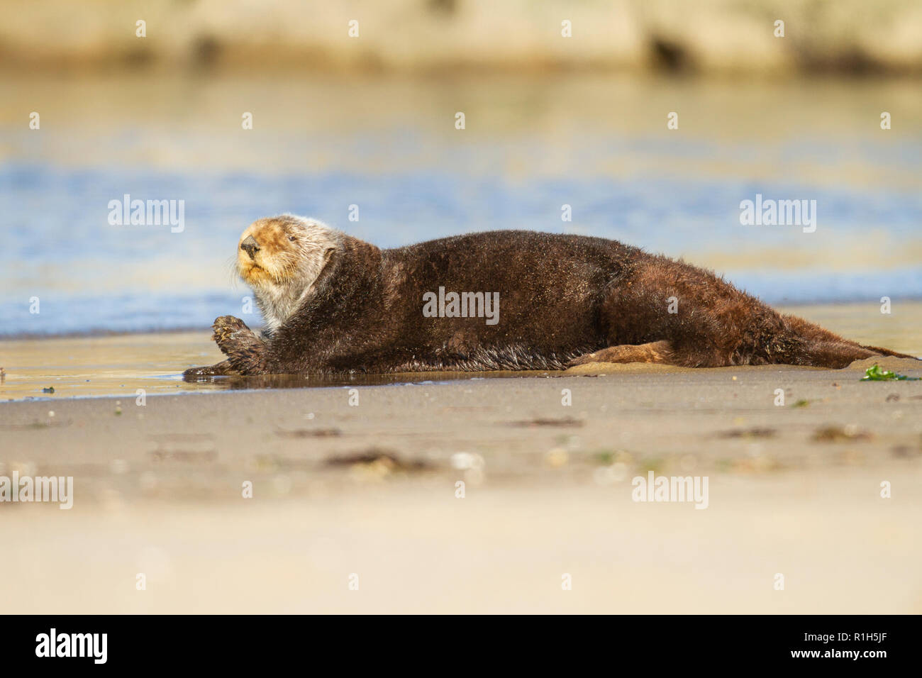 California Sea otter (Enhydra lutris) on a sandy shore Stock Photo