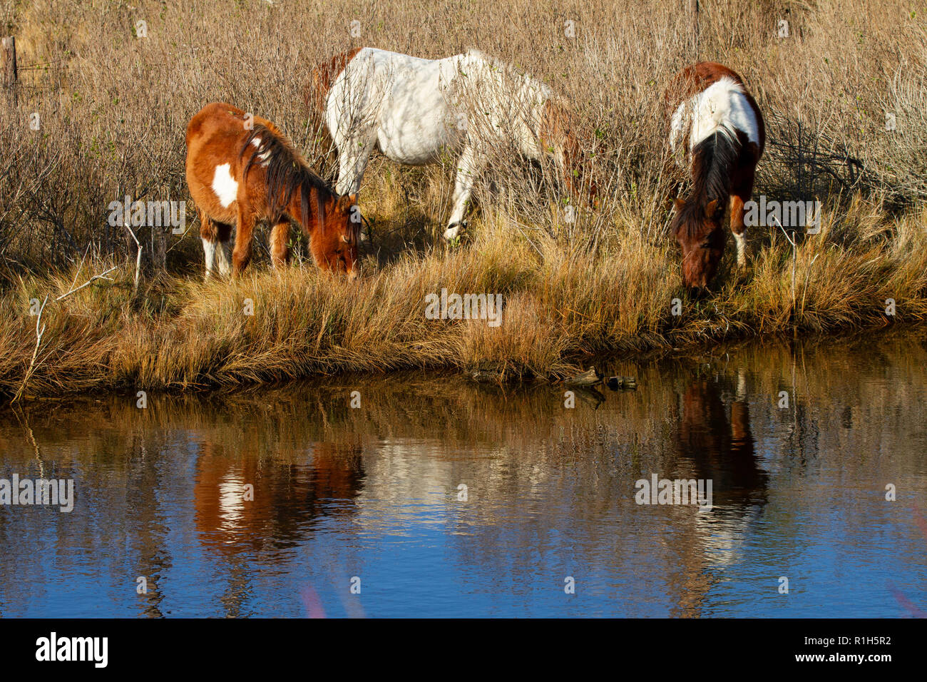 Chincoteague Pony (Equus ferus caballus) grazing at waters edge Stock Photo