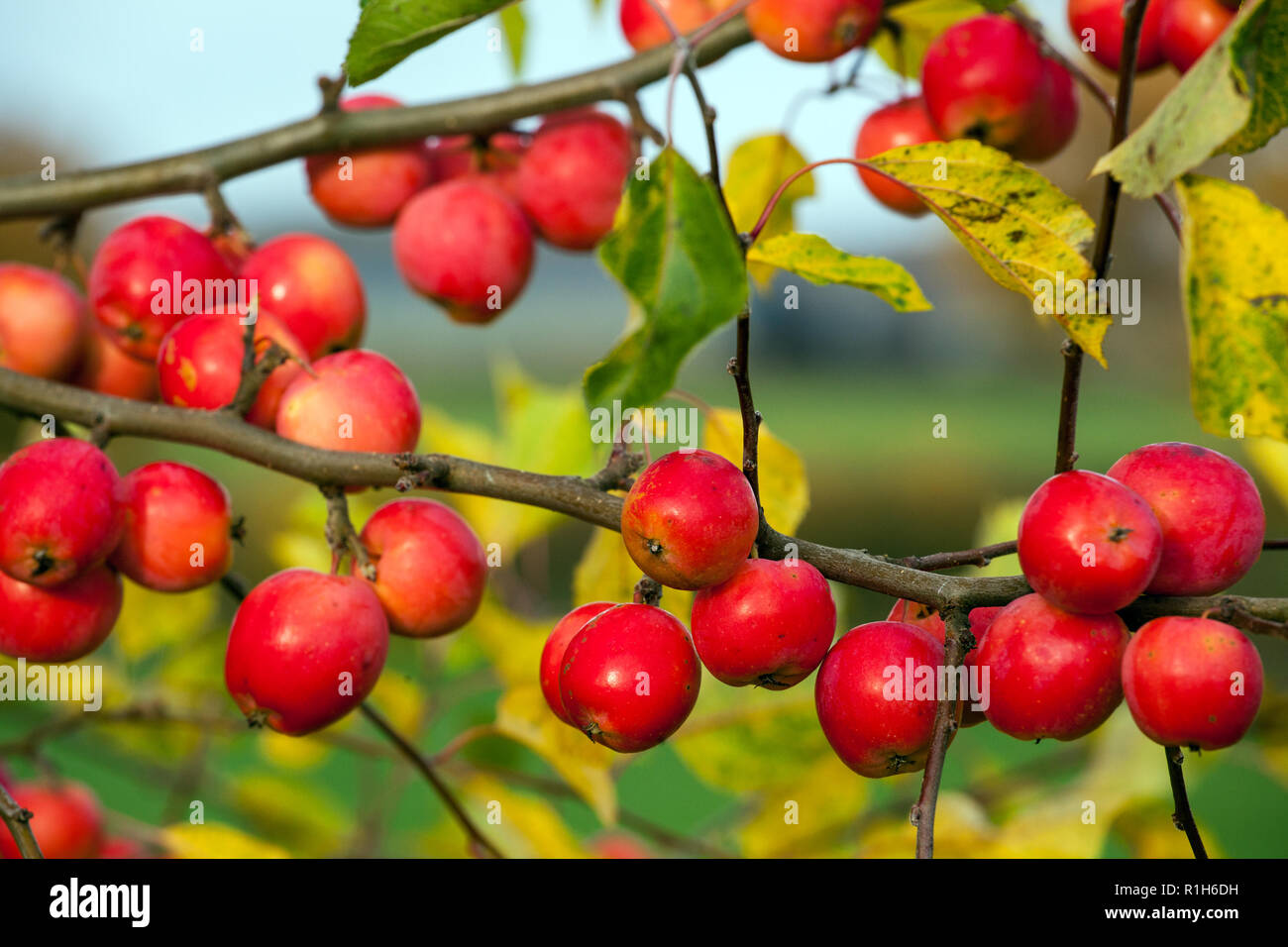 Crab apples growing on a crab apple tree in an English country garden orchard Stock Photo