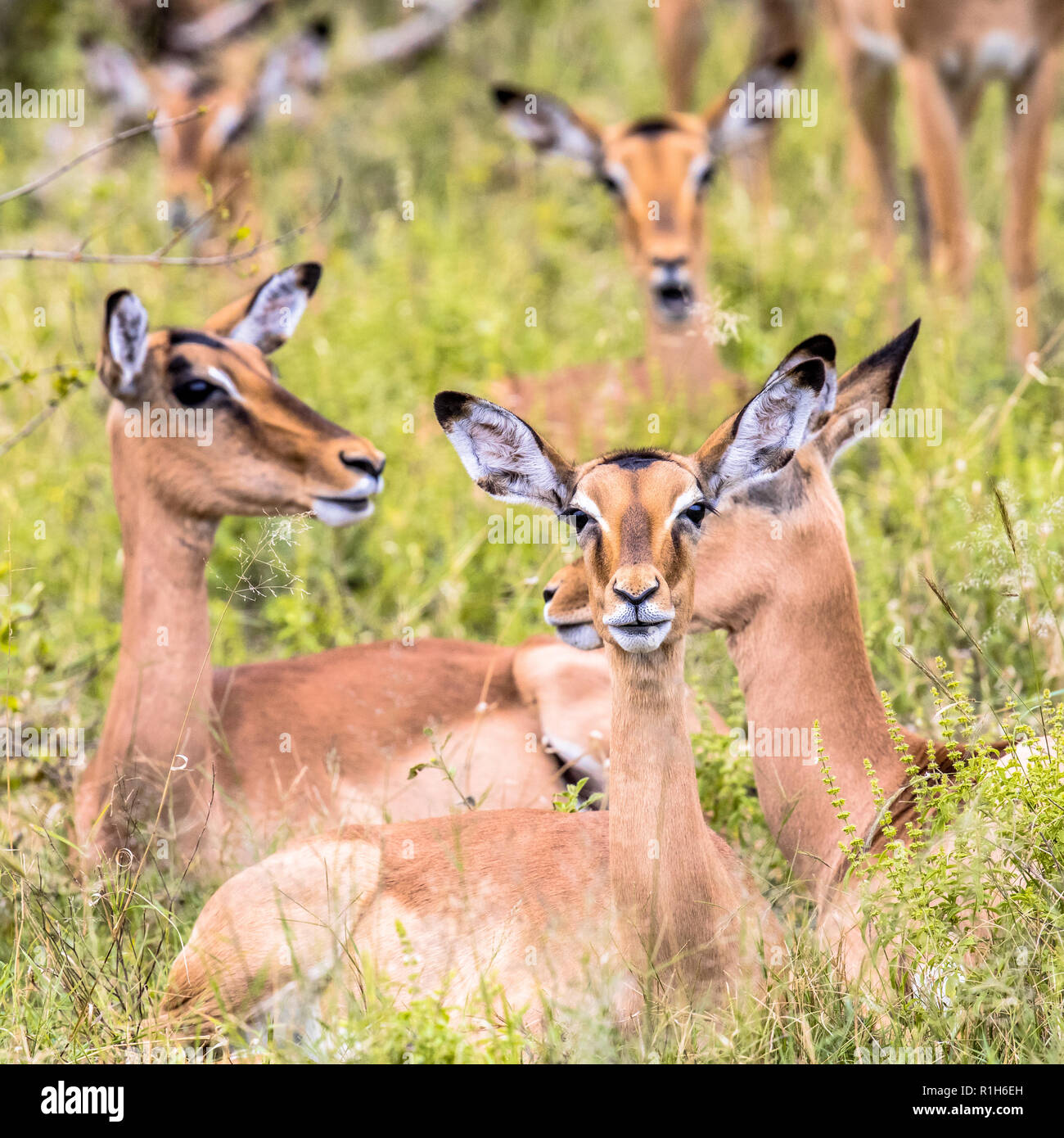 Impala (Aepyceros melampus) female group resting and ruminating in long green savanna grass in Kruger National park, South Africa Stock Photo