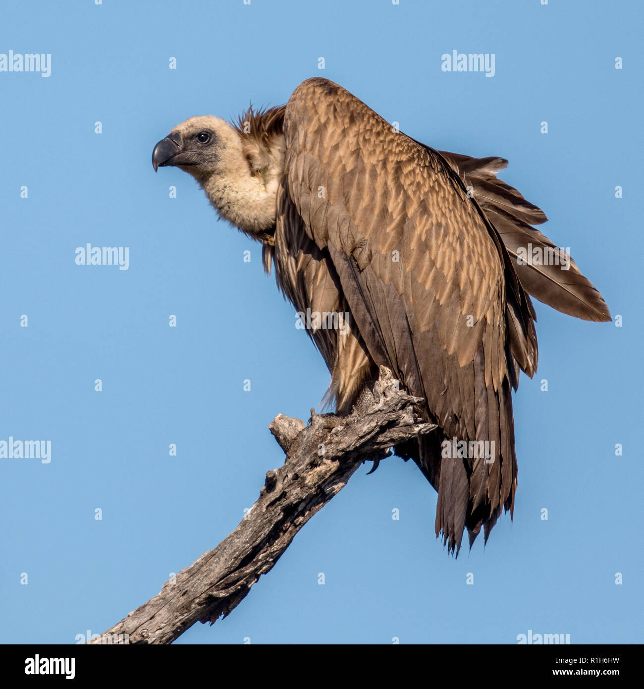 White-backed vulture (Gyps africanus) resting in dead tree in Kruger national park South Africa Stock Photo