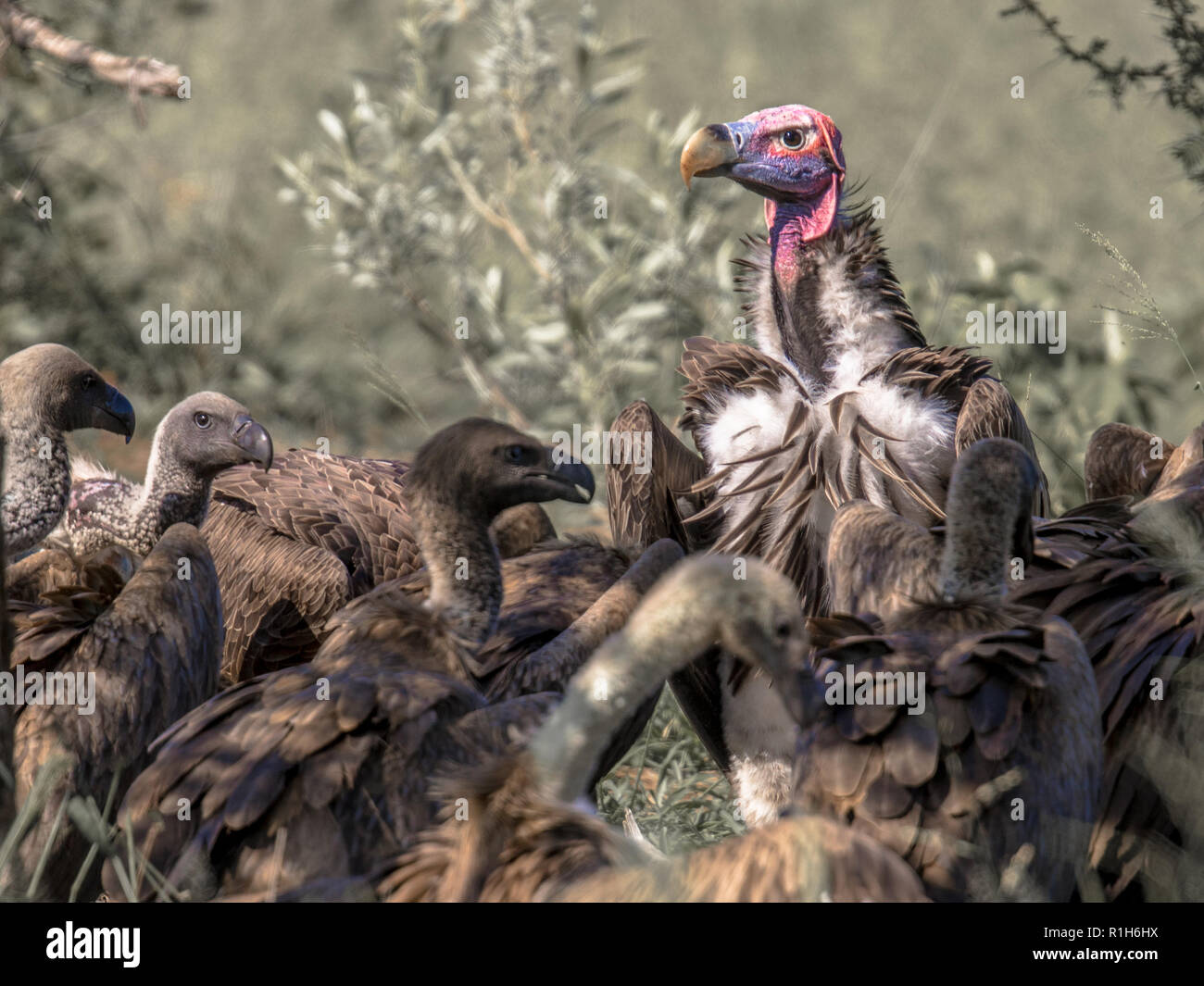 Lappet-faced vulture (Torgos tracheliotus) with pink head dominating White-backed vultures (Gyps africanus) at carcass in Kruger national park South A Stock Photo