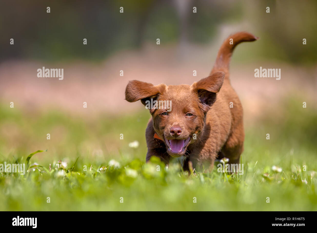 Why Does My Dog Run Around The Yard