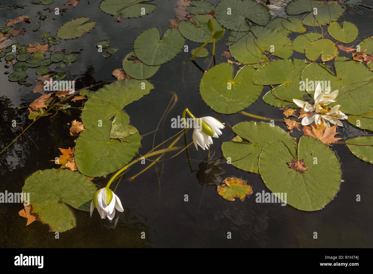 Beautiful aquatic flowering plant of the family Nymphaeaceae. Beautiful scene with white flowers in the water in a day with shadows and lights. Stock Photo