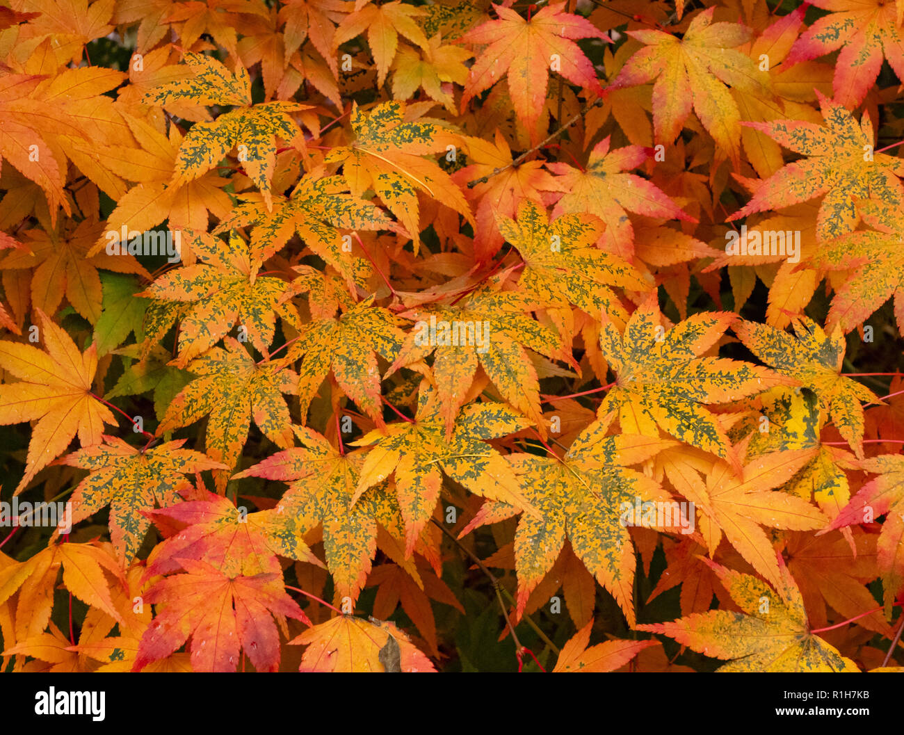 Autumn colour in Japanese Maple Acer palmatum leaves - part of the UK national acer collection at Westonbirt Arboretum in Gloucestershire Stock Photo