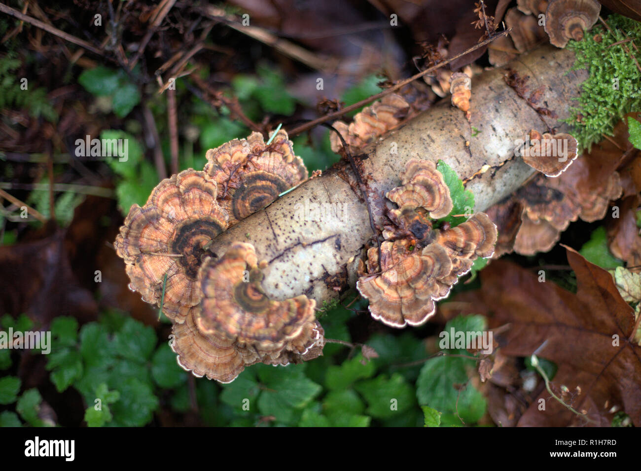 A cluster of orange-brown Trametes Versicolor mushrooms (also Turkey Tails) growing on a dead branch over the green autumn forest soil in BC, Canada Stock Photo