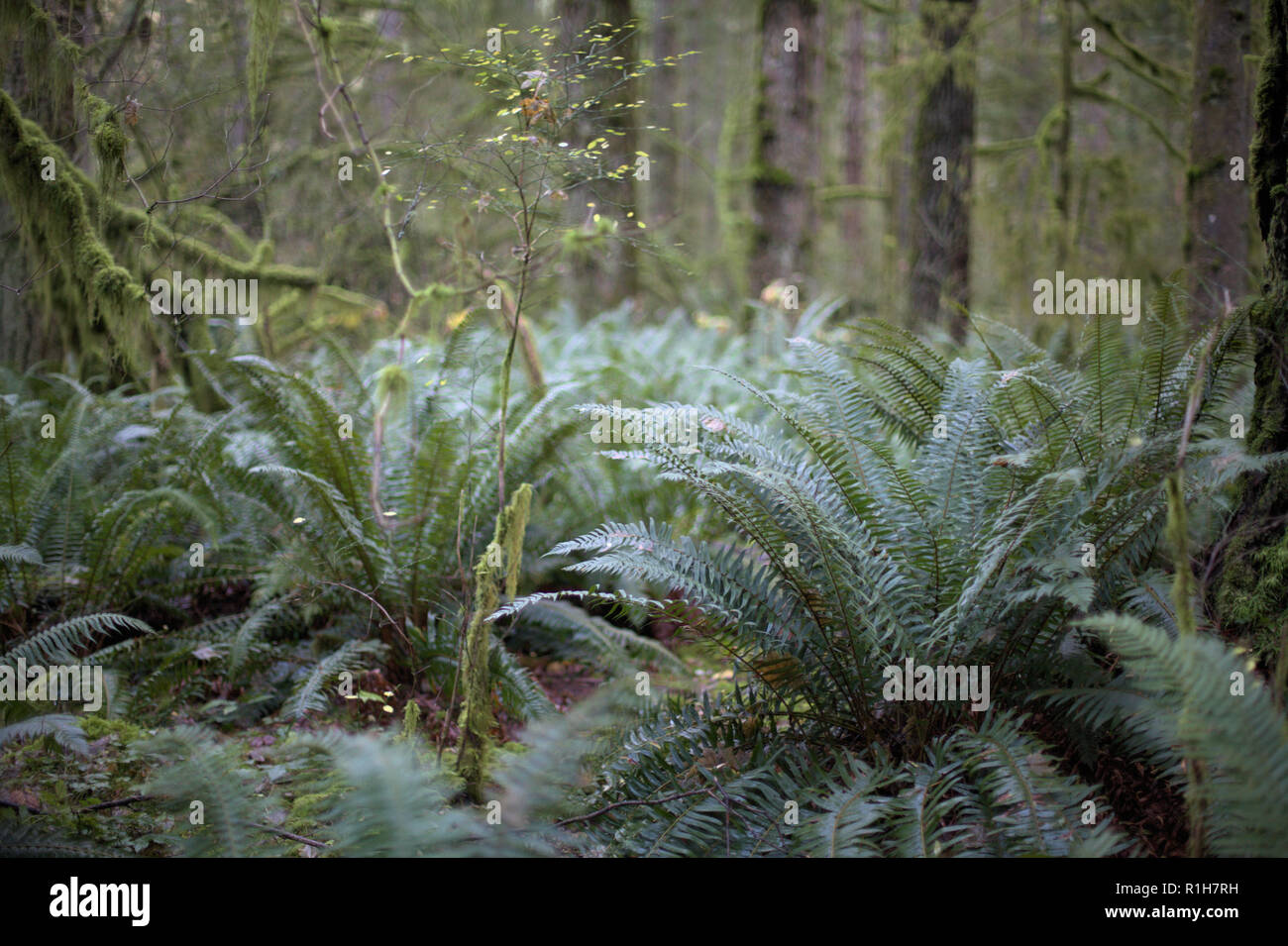 Green giant ferns in the forest of the Pacific Northwest, Eagle Mountain, Anmore, BC, Canada, well illuminated by the afternoon autumn light Stock Photo