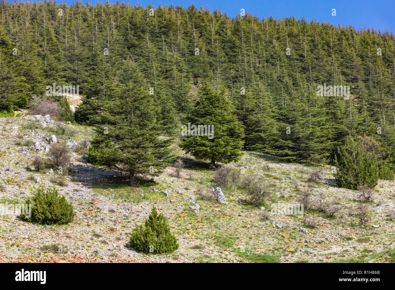 trees of Al Shouf Cedar Nature Reserve Barouk in mount Lebanon Middle
