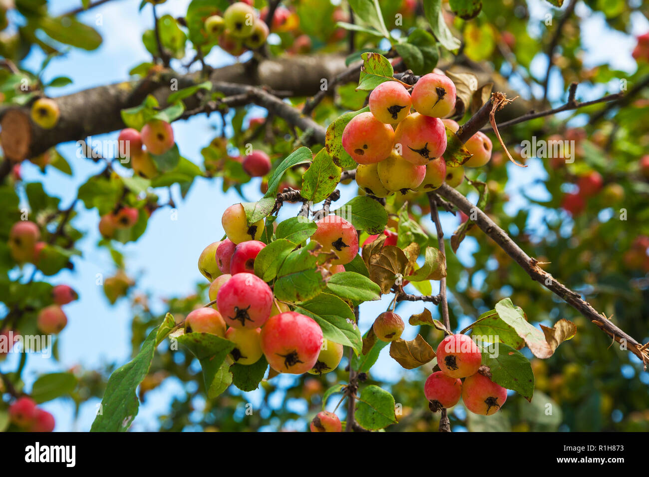 European Wild Pear (Pyrus pyraster) on tree, Bavaria, Germany Stock Photo