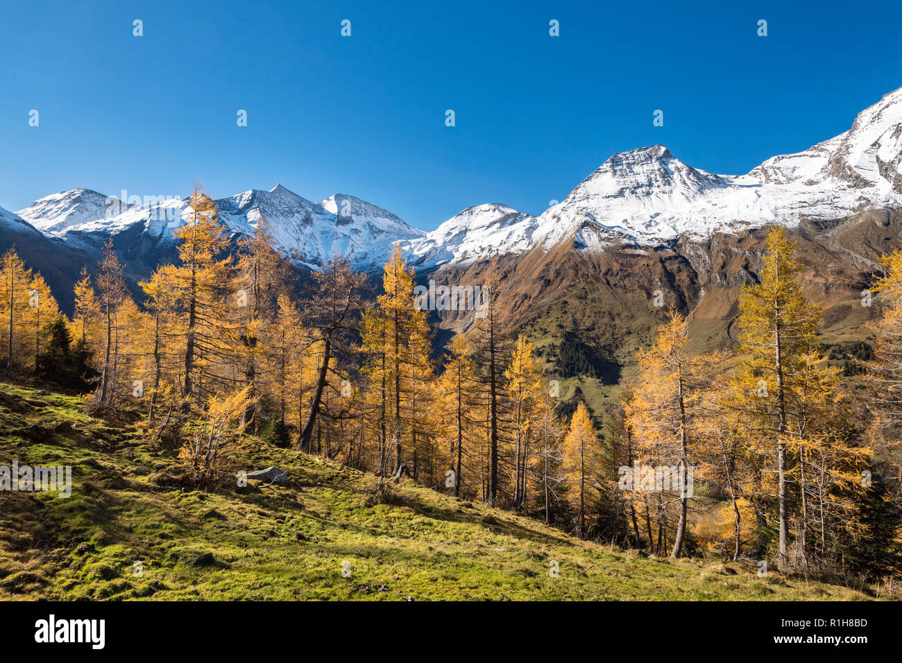 Autumnal larches in front of snow-covered mountain peaks, Großglockner High Alpine Road, Brennkogel, Hohe Dock Stock Photo