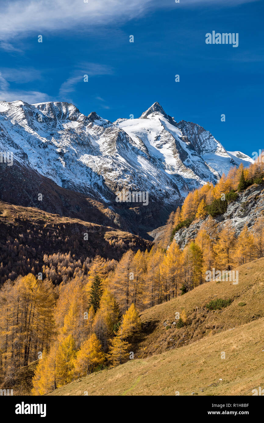 Autumnal larches in front of snow-covered Großglockner, Großglockner High Alpine Road, Hohe Tauern National Park, Carinthia Stock Photo