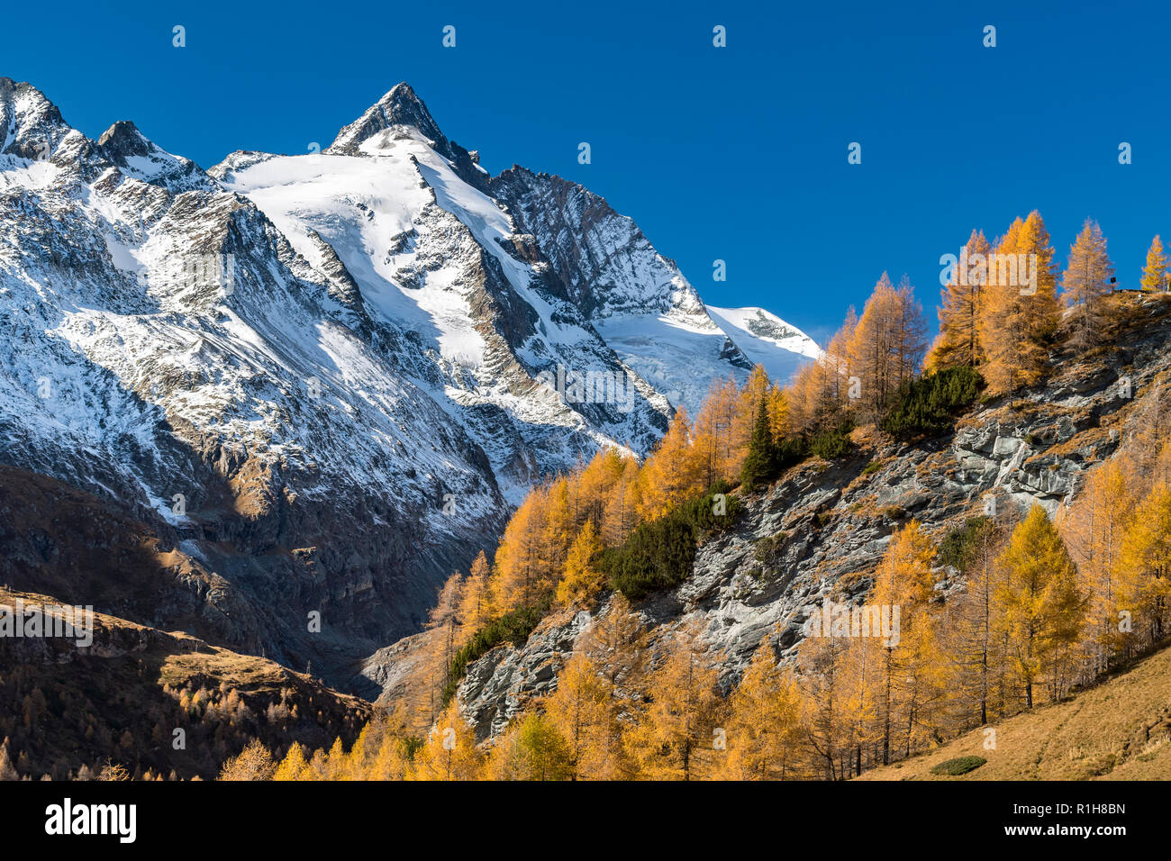 Autumnal larches in front of snow-covered Großglockner, Großglockner High Alpine Road, Hohe Tauern National Park, Carinthia Stock Photo