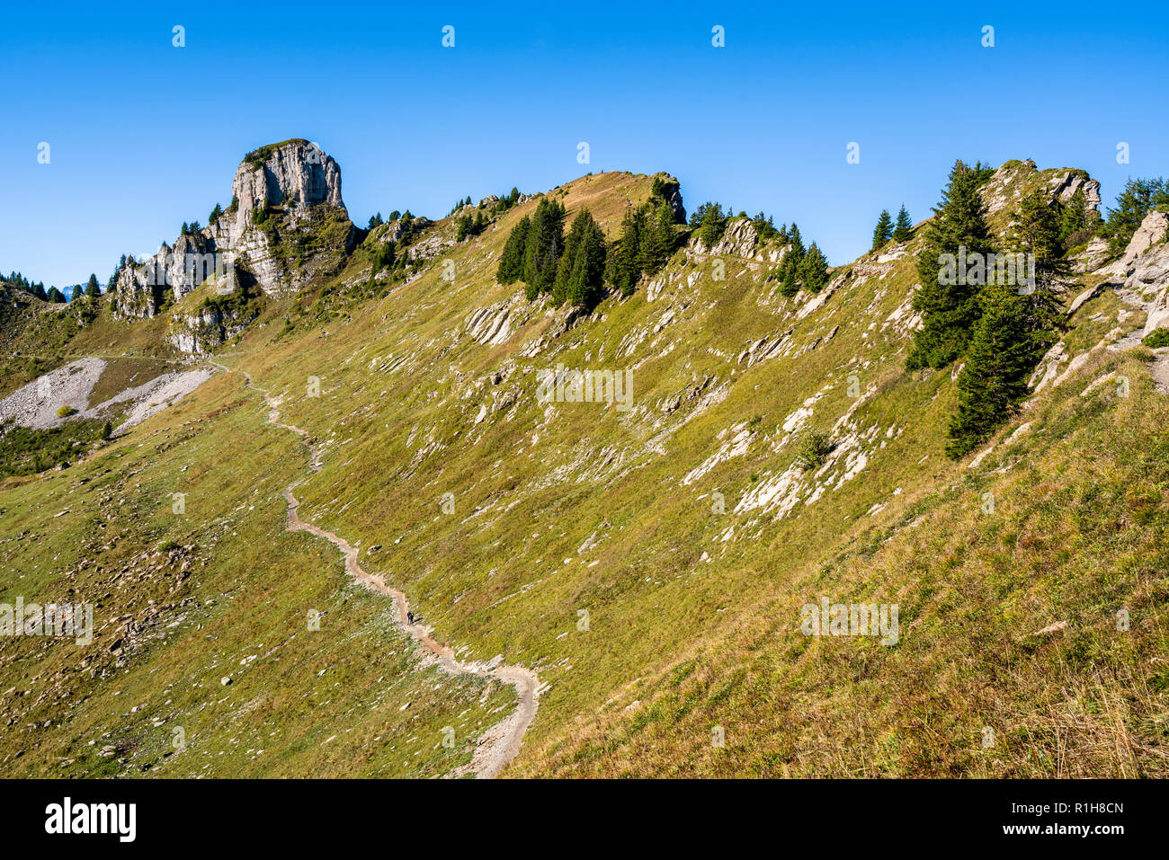 Daube, Schynige Platte, Bernese Alps, Switzerland Stock Photo