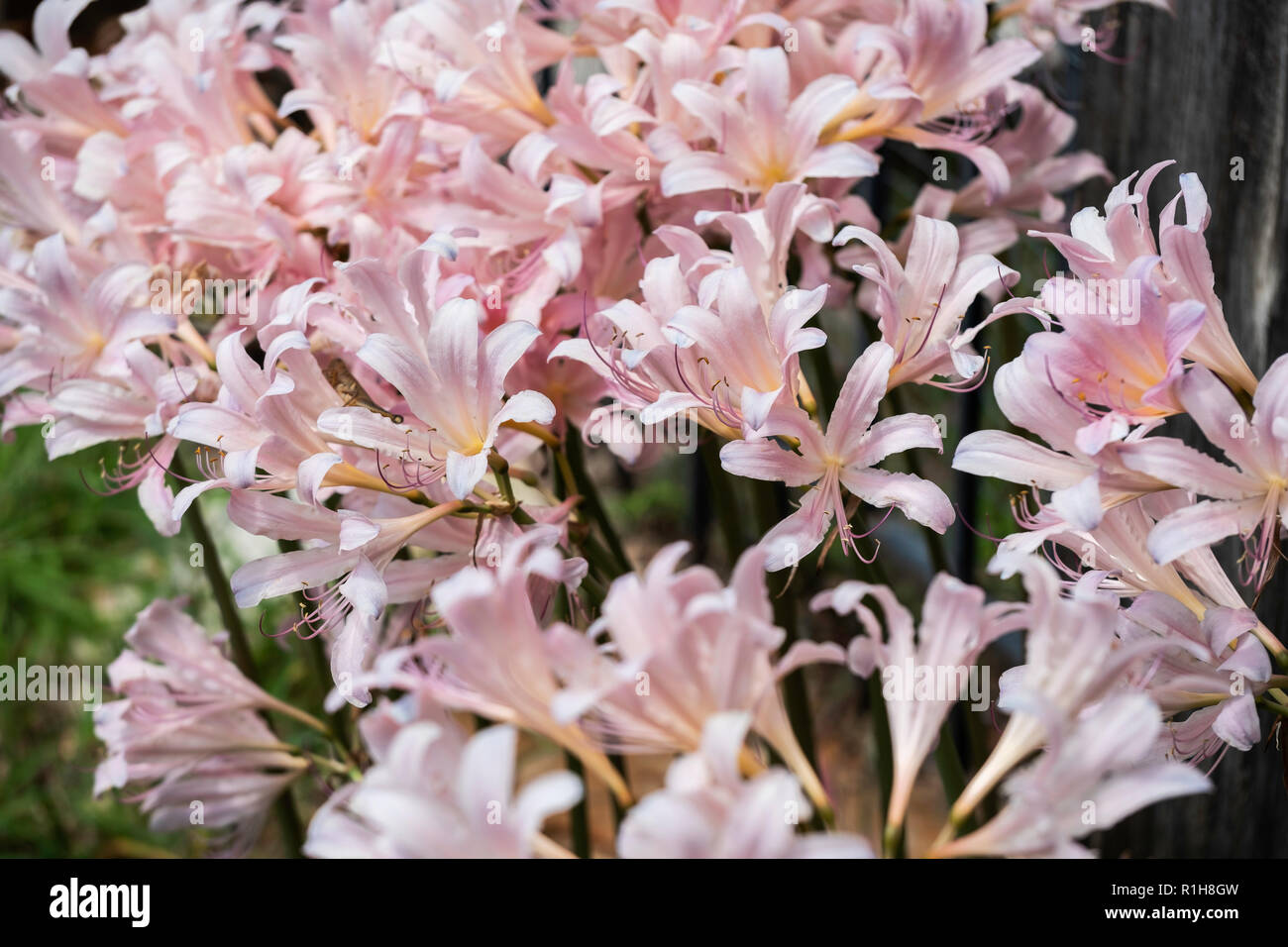 The newly opened flowers of Amaryllis belladona, Naked Ladies, or