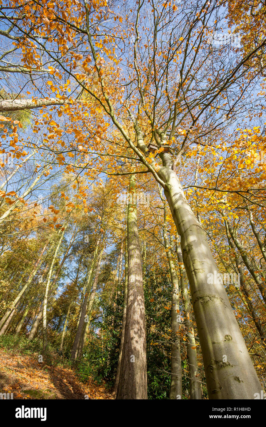 Low-angle, worm's-eye view of autumn treetops (portrait capture) in UK woodland. Looking up to forest canopy from below. Stock Photo