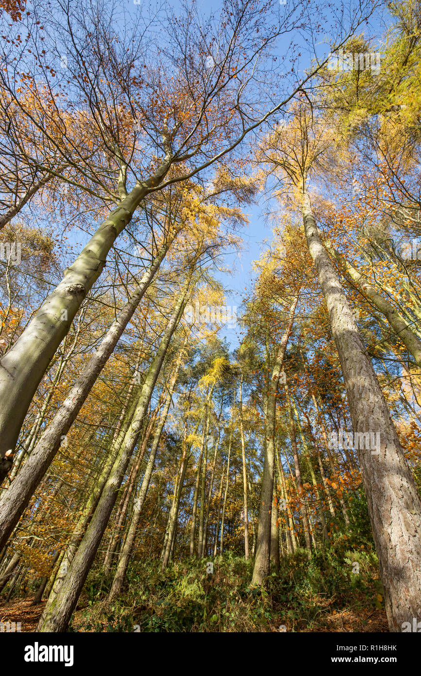 Low-angle, worm's-eye view of autumn tree tops (portrait capture) in UK woodland. Looking up to forest canopy & blue sky from down below on ground. Stock Photo