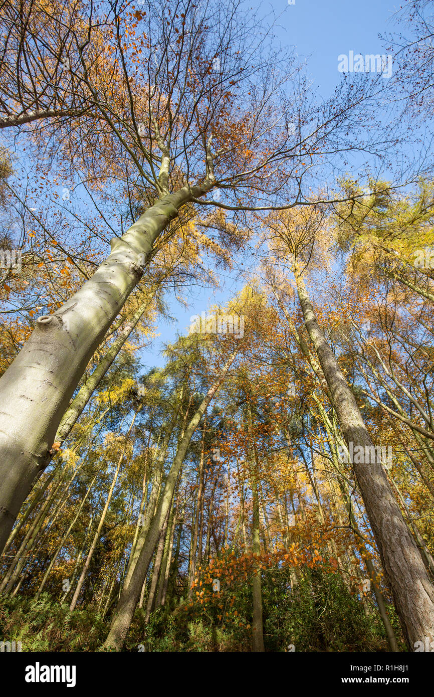 Low-angle, worm's-eye view of autumn treetops (portrait capture) in UK woodland. Looking up to forest canopy from below. Stock Photo