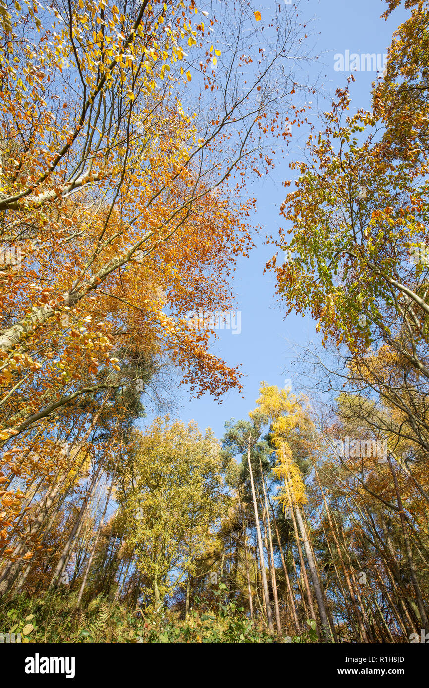 Low-angle, worm's-eye view of autumn tree tops (portrait capture) in UK woodland. Looking up to forest canopy & blue sky from down below on ground. Stock Photo