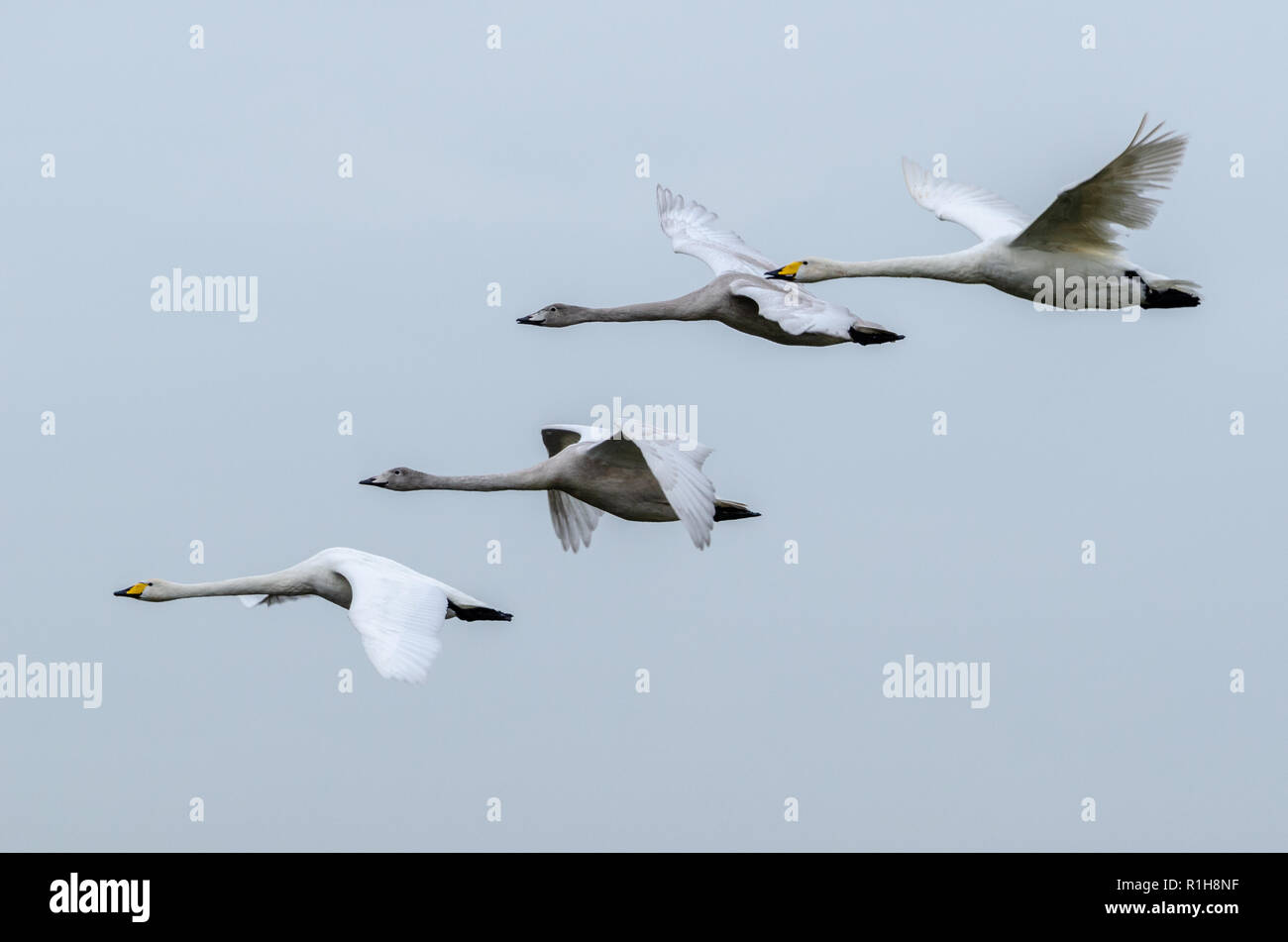 A family of Whooper swans in flight Stock Photo