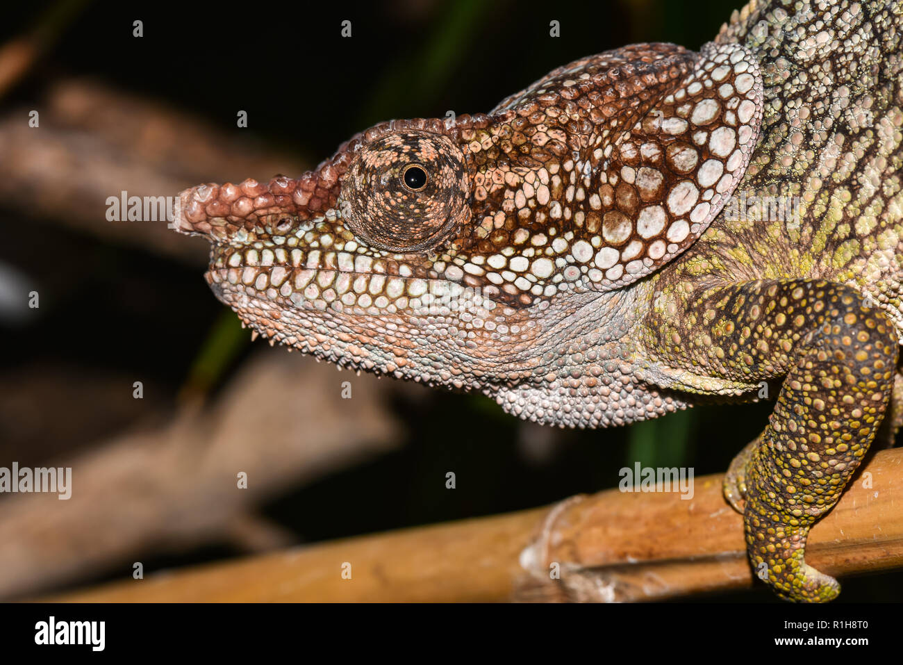 Short-horned chameleon (Calumma brevicorne), animal portrait, captive, male, Andasibe National Park, Madagascar Stock Photo