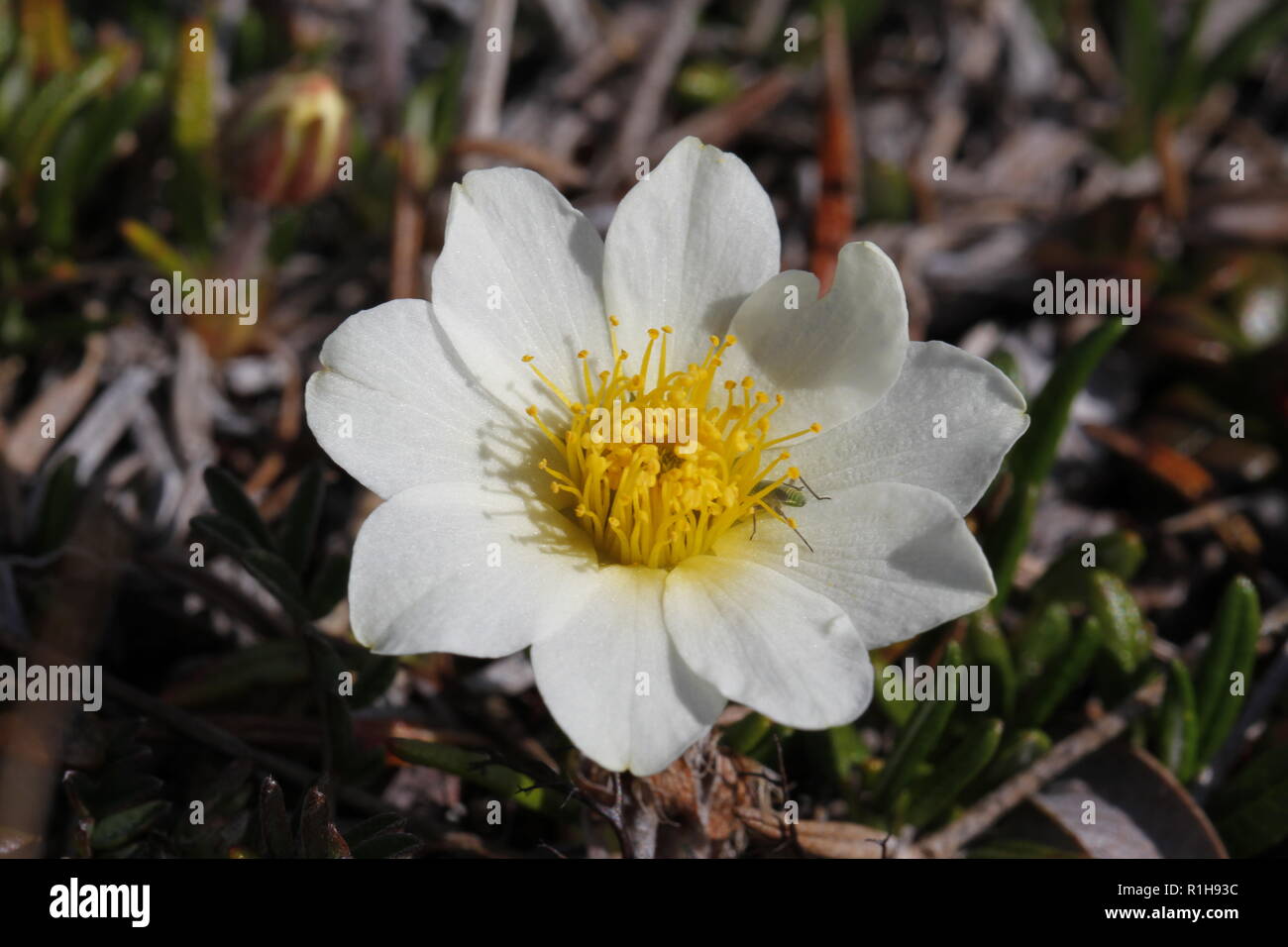 Close-up of a Mountain Aven, Dryas octopetala, an arctic-alpine flowering plant with a mosquito on one petal Stock Photo