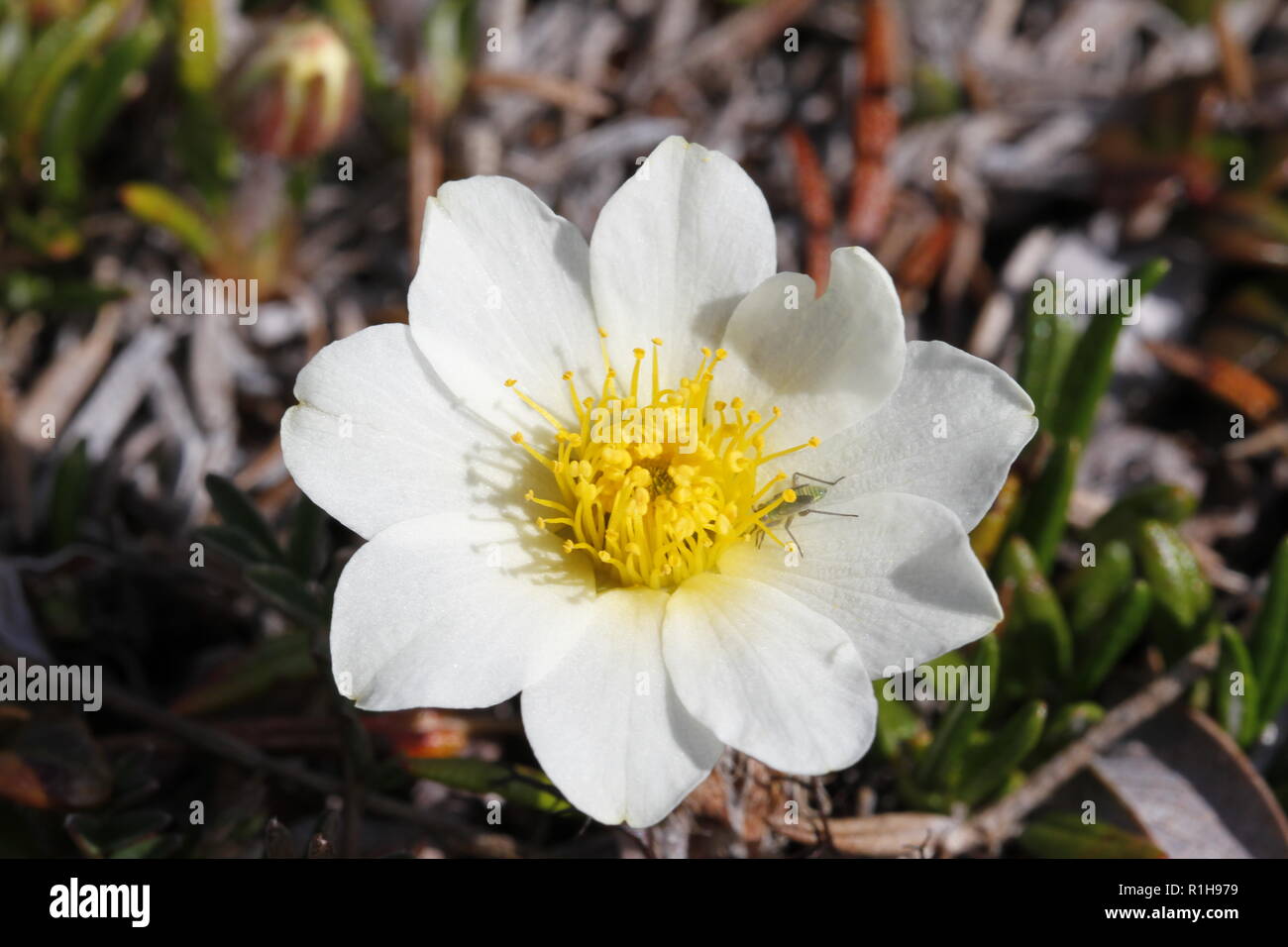 Close-up of a Mountain Aven, Dryas octopetala, an arctic-alpine flowering plant with a mosquito on one petal Stock Photo