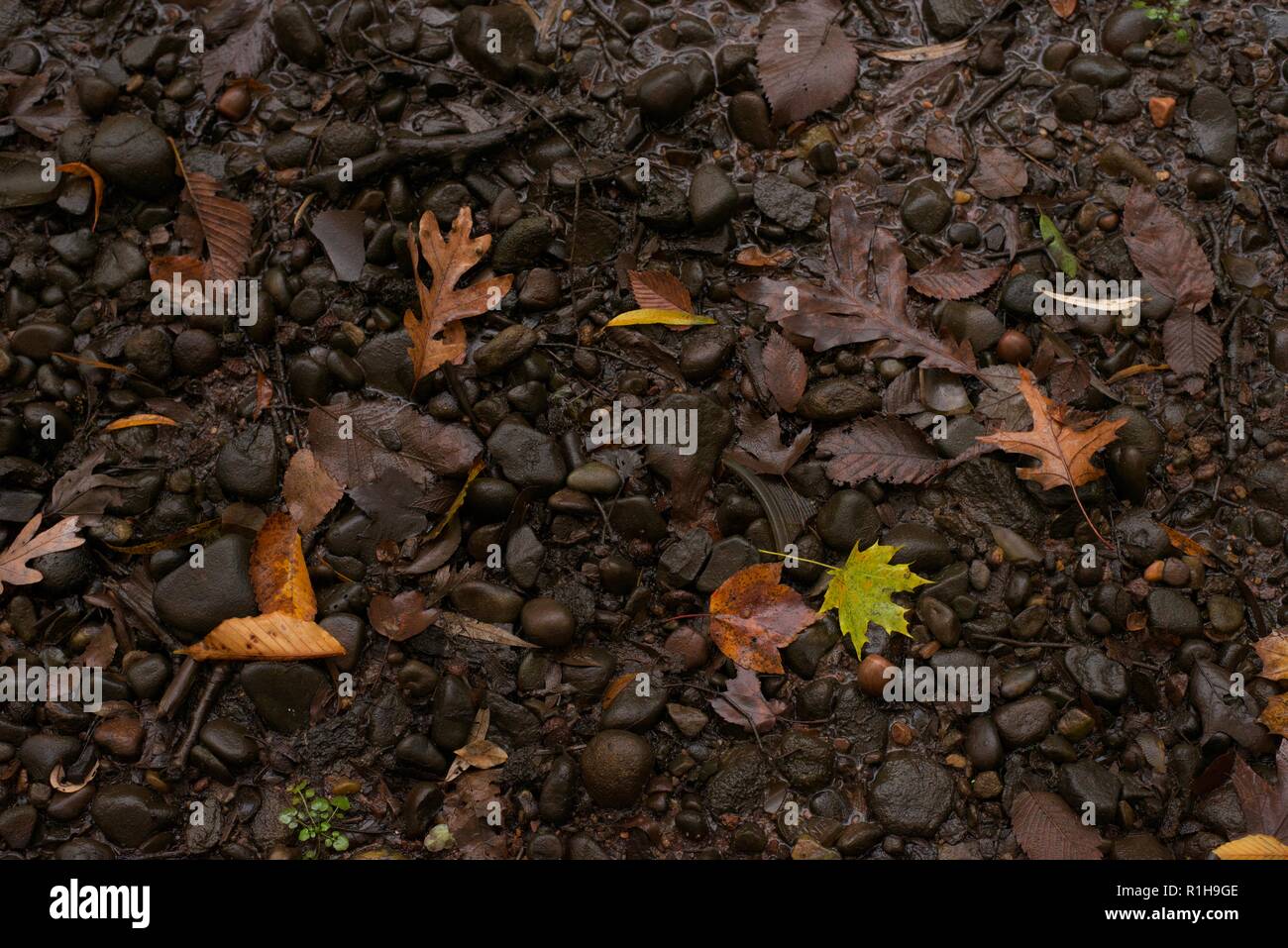 beautiful autumn colored leaves on the stone floor Stock Photo