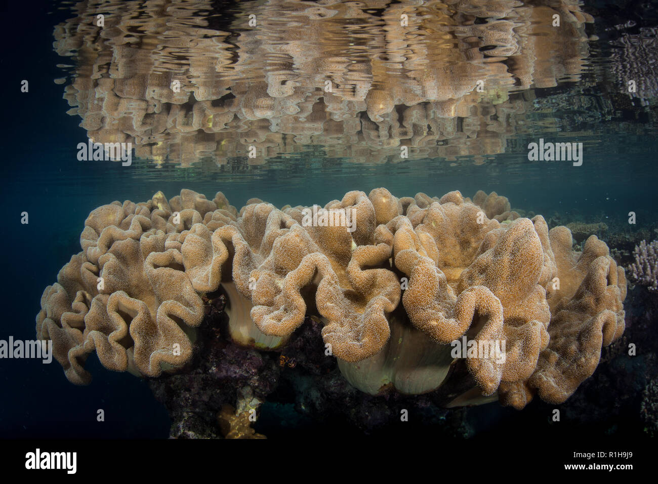 Healthy soft leather corals grow in shallow water in Raja Ampat, Indonesia. This remote region is known as the heart of the Coral Triangle. Stock Photo