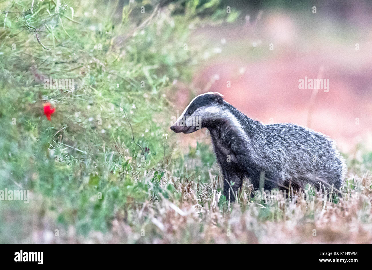 Male adult Badger out of its sett in an open field. Stock Photo
